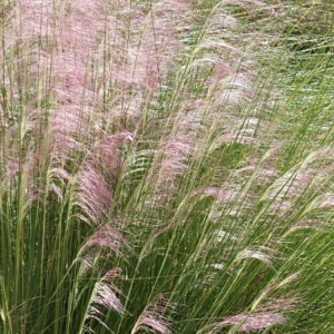 "A lush field of Pink Muhly Grass interspersed with tall green grasses, showcasing a beautiful contrast of pink and green."