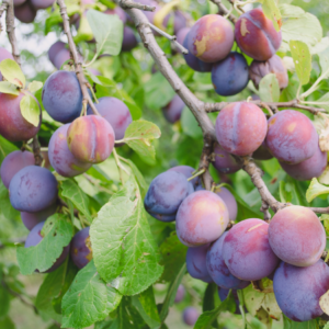 Article: The Secret To Growing Plum Trees In Pots. pic - Close-up of a plum tree branch heavily laden with clusters of ripe plums surrounded by green leaves.