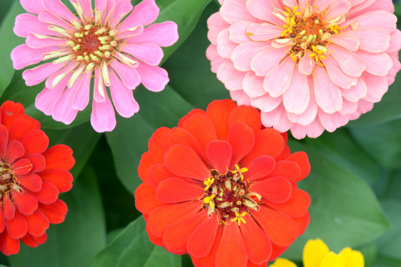 "Vibrant zinnias in shades of red, pink, peach, and yellow, blooming brightly among lush green leaves."