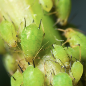 Article: Unconventional Remedies To Eliminate Aphids. Pic - Close-up view of green aphids clustered tightly on a plant stem, showing detailed features such as antennae and legs.