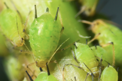 Close-up view of green aphids clustered tightly on a plant stem, showing detailed features such as antennae and legs.