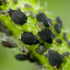 Article: Unconventional Remedies To Eliminate Aphids. Pic - Macro image of black aphids densely packed on a plant, with visible details of their bodies and appendages.