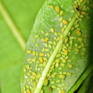 Article: Unconventional Remedies To Eliminate Aphids. Pic - Close-up image of yellow and green aphids densely populating the surface and stem of a green leaf.