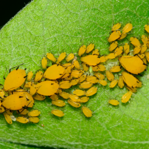 Article: Unconventional Remedies To Eliminate Aphids. Pic - Intense close-up of bright yellow aphids clustered tightly on a textured green leaf.