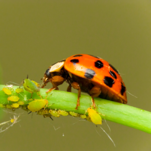 Article: Unconventional Remedies To Eliminate Aphids. Pic - A ladybug actively feeding on a cluster of yellow aphids on a green plant stem.
