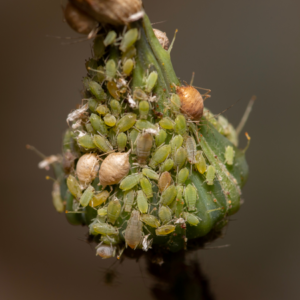 Article: Unconventional Remedies To Eliminate Aphids. Pic - Close-up view of a dense cluster of green and brown aphids infesting the tip of a plant stem.