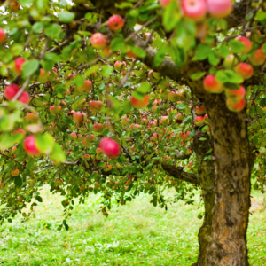 An apple tree densely laden with bright red apples, branches bending slightly under the weight, set against a lush green backdrop.