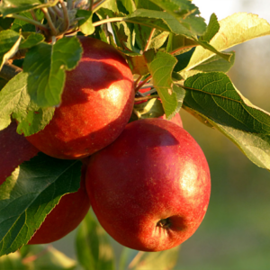 A close-up of red apples on a tree branch, surrounded by green leaves and against a blue sky.