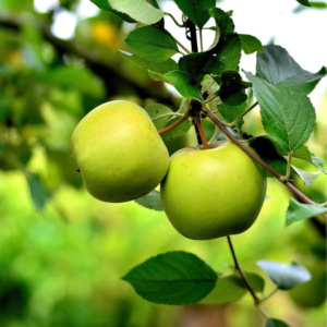 "Two ripe green apples hanging from a tree branch."