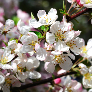  "Close-up of delicate white blossoms on an apple tree branch."