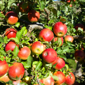 "Abundance of ripe red apples on a tree branch."