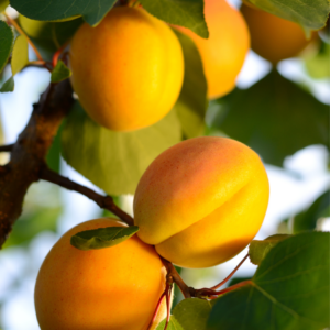 Close-up of sunlit apricots with a soft blush on their smooth skin, nestled among green leaves on a tree.