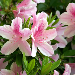 Close-up of pink azalea flowers with delicate petals and vibrant green leaves.