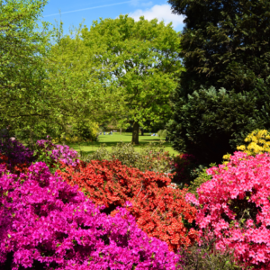 Colorful azaleas in vibrant pink and red hues blooming in front of a lush green park landscape.