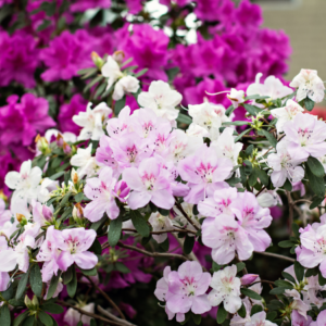  A stunning array of azaleas, featuring layers of deep pink and delicate light pink flowers.