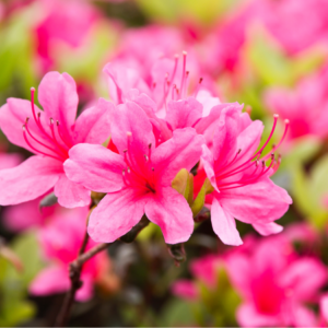 Vibrant pink azalea blooms with prominent stamens, set against a soft-focus background.