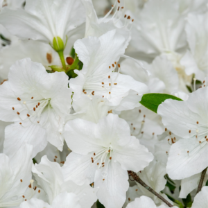  Close-up of pristine white azalea flowers with delicate petals and brown stamens.