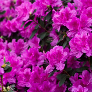 Vibrant magenta azalea blooms densely packed, showcasing their vivid color and delicate petal textures.