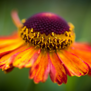 Close-up of a Helenium flower, showcasing vibrant red and orange petals with a rich burgundy center.