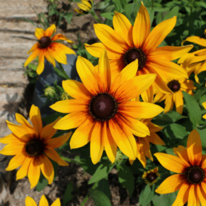 Bright yellow Black-eyed Susans with dark brown centers, blooming in a garden bed by a stone path.