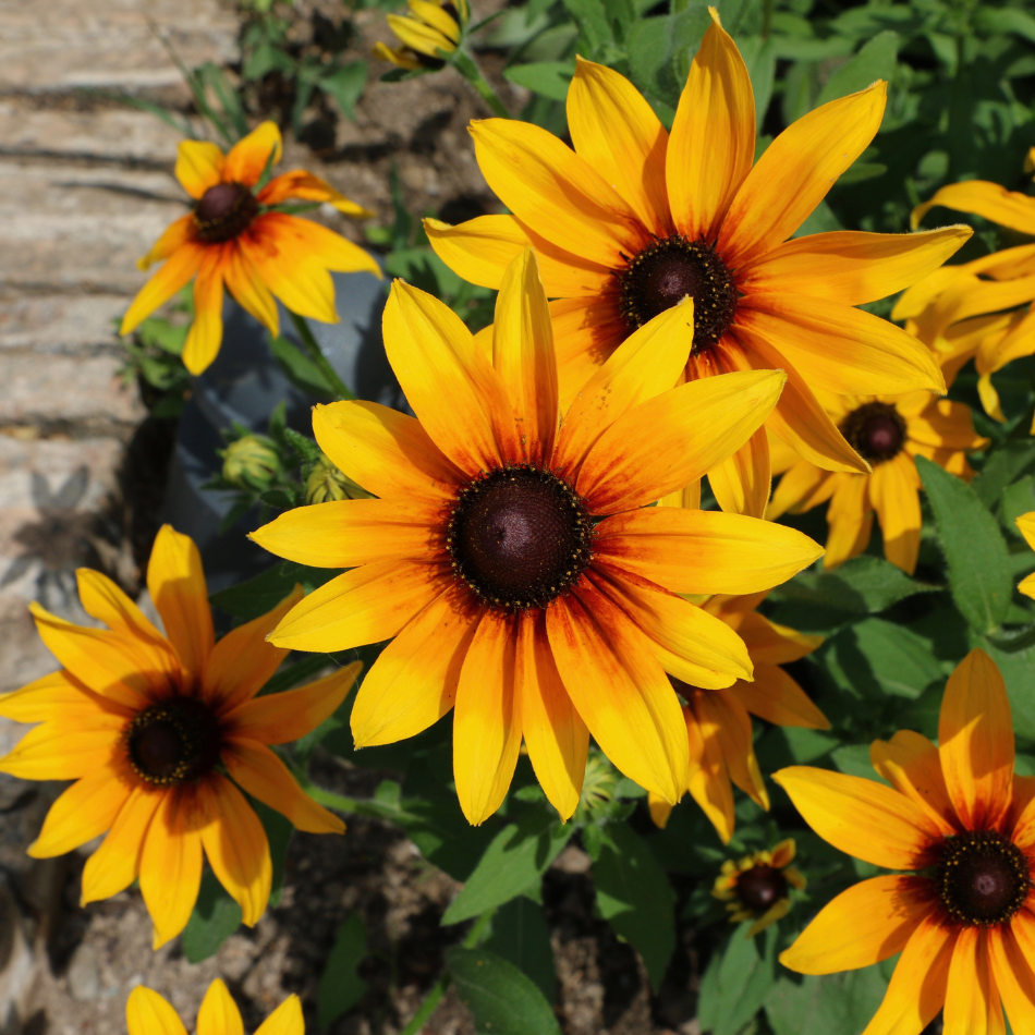 Black Eyed Susan Companion Plants - Organic Gardener Pro