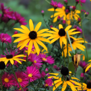 Bright yellow Black-eyed Susans contrasting with vivid pink asters in a lush garden.
