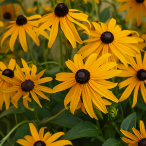 A cluster of vibrant yellow Black-eyed Susan flowers with dark brown centers in full bloom.