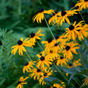 Black-eyed Susans with long, drooping yellow petals and prominent dark centers, set against a background of lush green ferns.