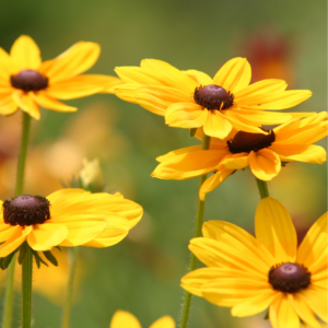 Sunlit Black-eyed Susan flowers with vibrant yellow petals and dark centers, swaying gently in a soft breeze.