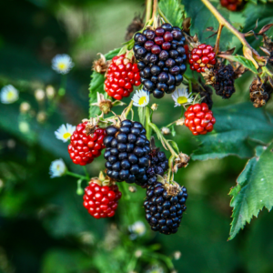 Ripe and unripe blackberries on a vine, interspersed with small white flowers, against a blurred green background.