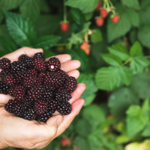 A hand holding a cluster of ripe blackberries with a background of green leaves and unripe red berries.