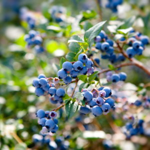 Cluster of ripe blueberries on a bush with sunlight filtering through the leaves, highlighting their vibrant blue hue.