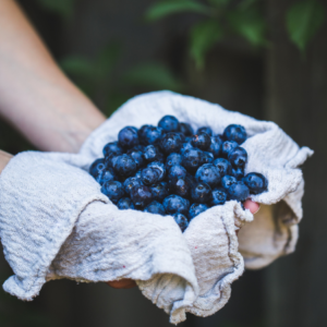 Hands holding a cloth filled with freshly picked blueberries, with a natural dark background emphasizing the vibrant blue of the berries.