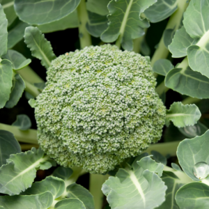 Close-up of a broccoli head in the garden, surrounded by its large, green leaves.