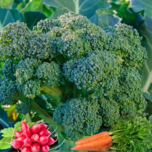 Fresh broccoli with vibrant radishes, carrots, and dill arranged around it, showcasing effective companion planting in a garden.