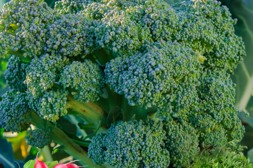 Fresh broccoli with vibrant radishes, carrots, and dill arranged around it, showcasing effective companion planting in a garden.