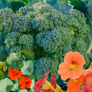 Broccoli head surrounded by vibrant orange and red nasturtium flowers in a garden, exemplifying companion planting.