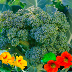 Fresh broccoli surrounded by colorful nasturtium flowers in a companion planting garden setup.