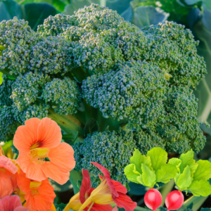 Broccoli heads surrounded by colorful nasturtium flowers and bright red radishes, demonstrating effective companion planting.