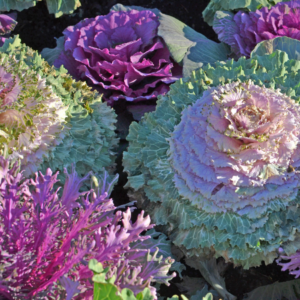 Close-up of colorful ornamental cabbages with vibrant shades of purple, green, and pink, growing in a garden bed.