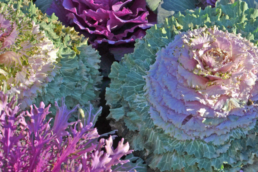 Close-up of colorful ornamental cabbages with vibrant shades of purple, green, and pink, growing in a garden bed.