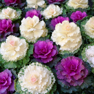 Close-up of ornamental cabbages with vibrant colors, including white, cream, and purple, arranged in a garden bed.