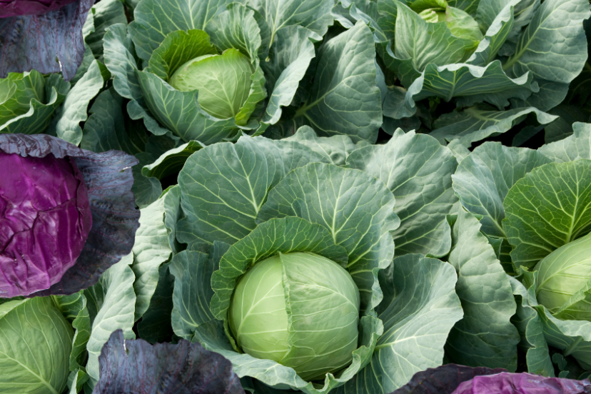 Green and red cabbages growing in a garden.