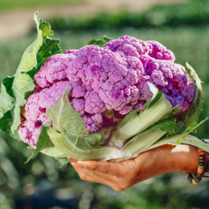 Article: Cauliflower companion planting. Pic - Close-up of a person holding a large head of purple cauliflower with green leaves, in an outdoor garden setting.