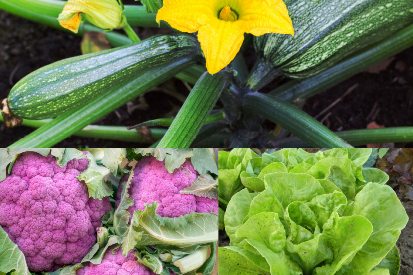 Article: Growing low oxalate foods in your garden A collage of three images showcasing vibrant garden produce: a zucchini plant with a bright yellow flower, a cluster of purple cauliflowers, and a fresh green lettuce plant.