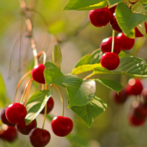 Sunlit red cherries hanging from a branch with green leaves, dappled with sunlight in a soft focus background.