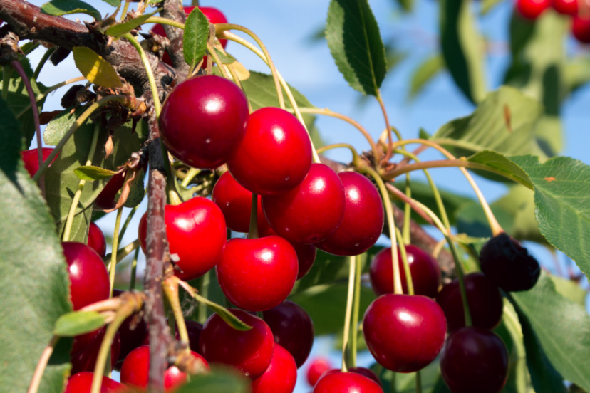 Close-up view of ripe, glossy red cherries hanging from branches with lush green leaves against a clear blue sky.
