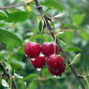 Article: Growing Cherry Trees In Pots - Everything You Need To Know. Pic - Cluster of wet, red cherries with droplets of water, hanging on a branch surrounded by green leaves after rain.