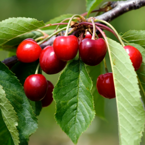 Article: Growing Cherry Trees In Pots - Everything You Need To Know. Pic - Cluster of deep red cherries hanging amidst vibrant green leaves, showcasing their glossy texture and freshness.