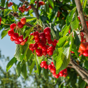 Bright red cherries clustered densely on a branch, surrounded by lush green leaves against a blue sky backdrop.
